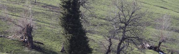 Cold Mountain Green Shadow 28