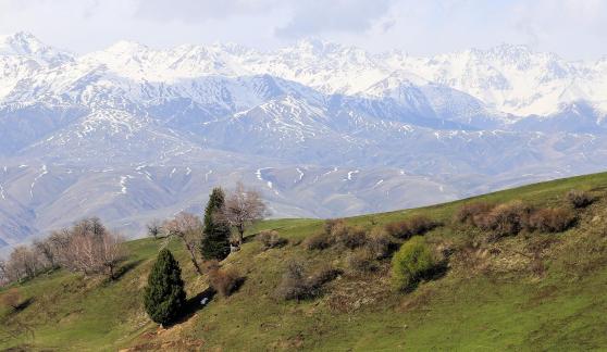 Cold Mountain Green Shadow 30