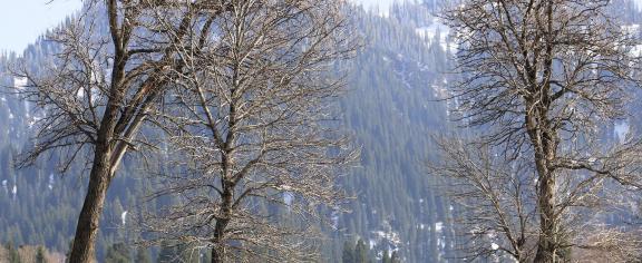 Empty field white painting 29