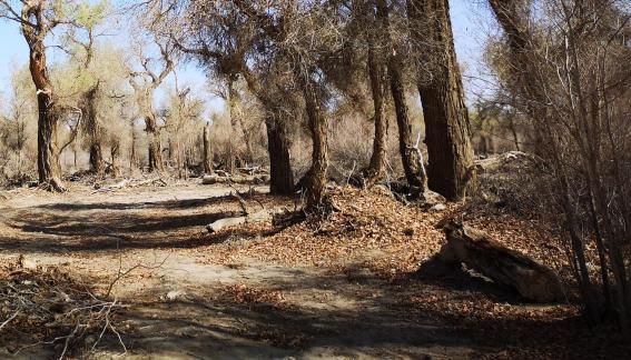 Desert vegetation 19