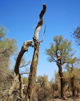Desert vegetation 20