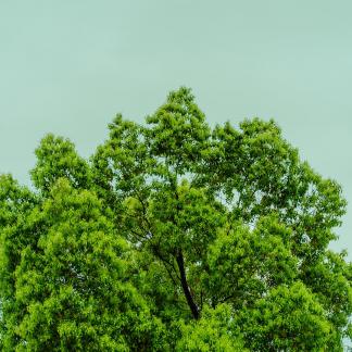 Green branches and leaves 1