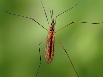 Spotted crane fly