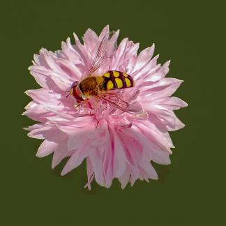 Hover Fly
