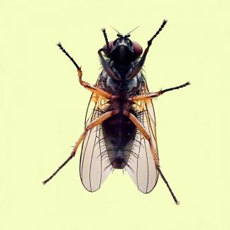 House Fly