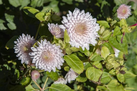 Chrysanthemums