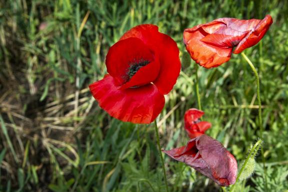 Poppies