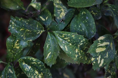 green with a yellowish tint 1