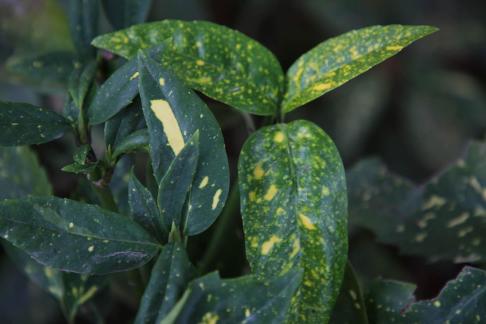 green with a yellowish tint 2
