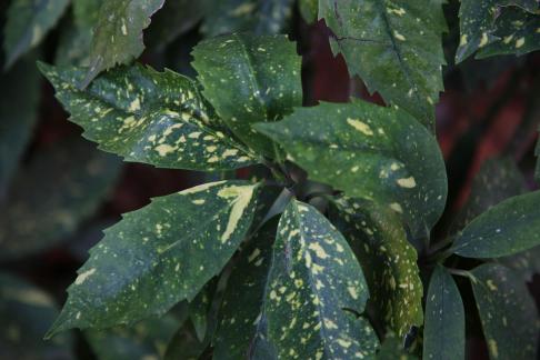 green with a yellowish tint 3