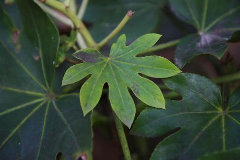 Song of the Leaves 1