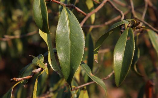 Song of the Leaves 3