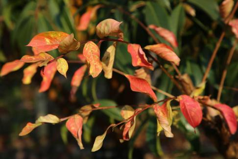 Song of the Leaves 4