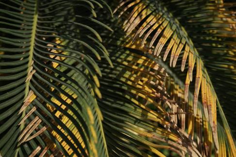 Palm Shadow