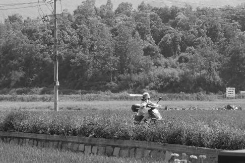 Green rural areas 3