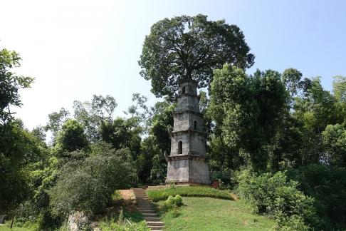 Tower and Tree 4