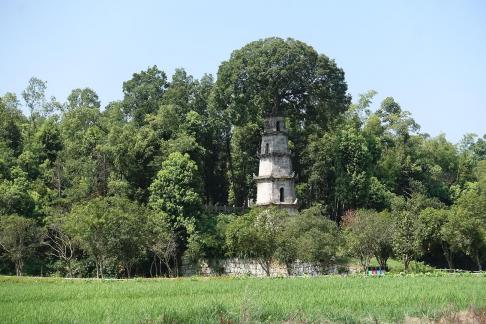 Tower and Tree 5