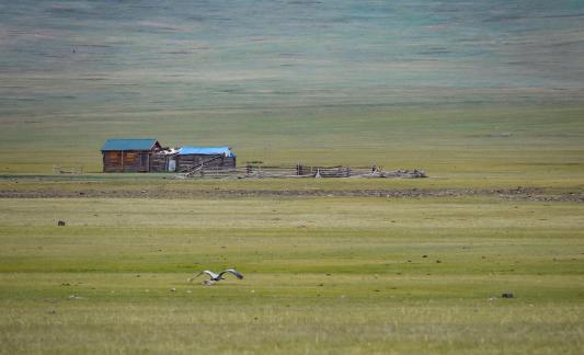 Mongolian grassland