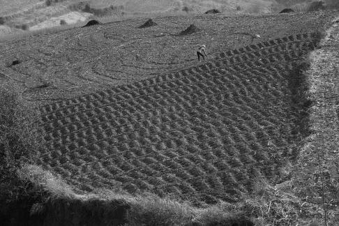 The longing of the earth 2
