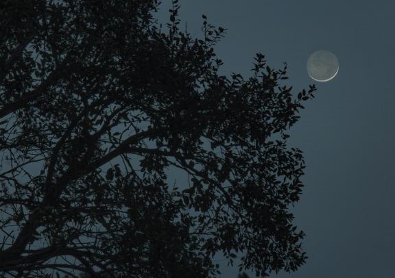 A nearly new moon behind an oak