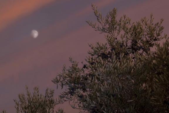 The moon and the olive tree