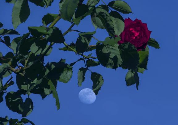 The moon and the rose in my garden