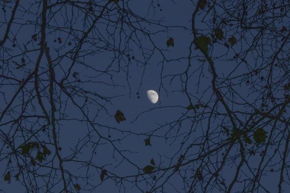 The moon seen through the tree