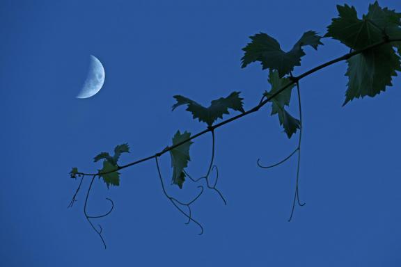 The vine is seeing the moon