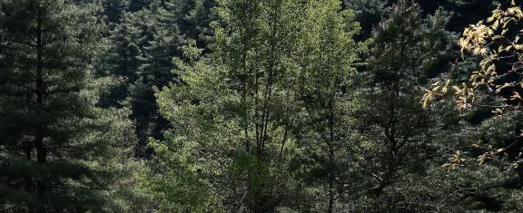 Forest Language 1