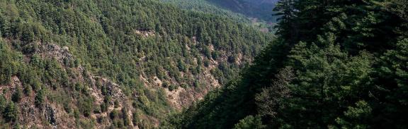 Forest Language 3