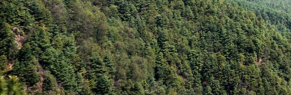 Forest Language 4