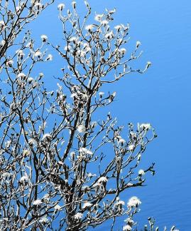 A tree of spring flowers 1