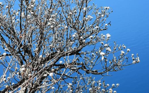 A tree of spring flowers 2