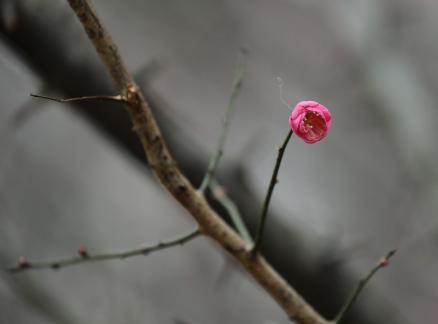 Red Plum Praise 5