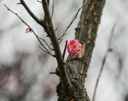 Red Plum Praise 7
