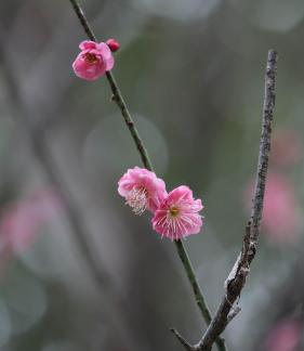 Red Plum Praise 8