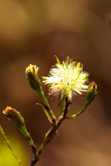 Familiar plants 5