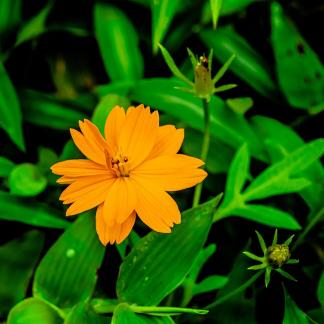 Yellow flower 1