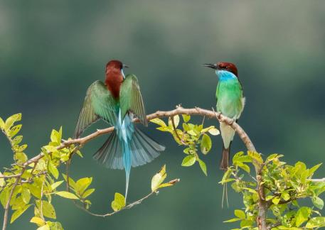 Blue throated bee eatersmeeting