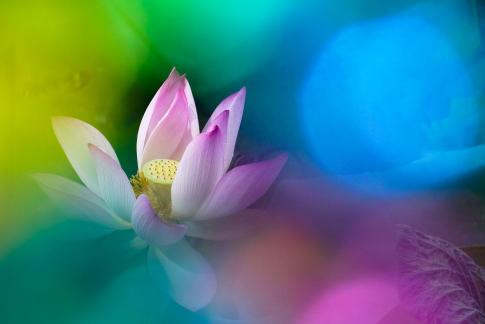 Rainbows shining over lotus