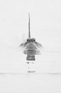 Mudskippers in the water