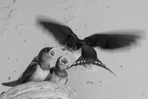 Swallows feeding chicks