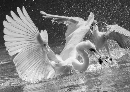 Water splashing