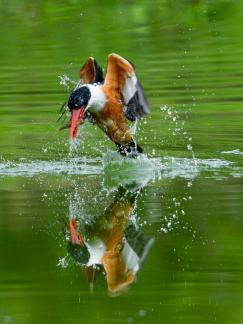 Blue kingfisher fishing