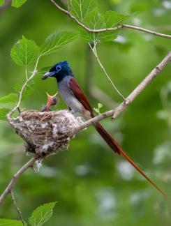 Fly catcher feeding young