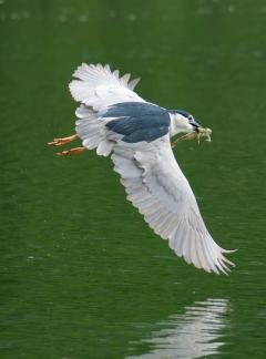Night heron catching frog