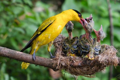 Oriolus chinensis feeding chicks 2