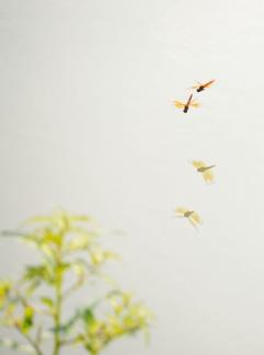 Dragonfly reflections