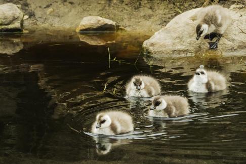 5 Tiny Geese Learn to Swim