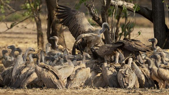 Vulture Feeding Frenzy 03
